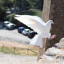 和平鸽翱翔天安门，国庆大花篮绽放中华情