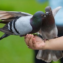 广东女子捡到戴脚环鸽子，鸽主人感恩送养，一段奇妙的缘分