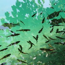 钓虾技巧全攻略：轻松掌握从装备到饵料的实用方法，享受垂钓乐趣