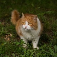 广东男子毒杀邻居家9只狗，因不满半夜狗吠获刑，引发社会广泛讨论