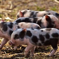 广东女子云养猪投资10万，因病难退钱引发社会关注